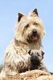 CAIRN TERRIER 159